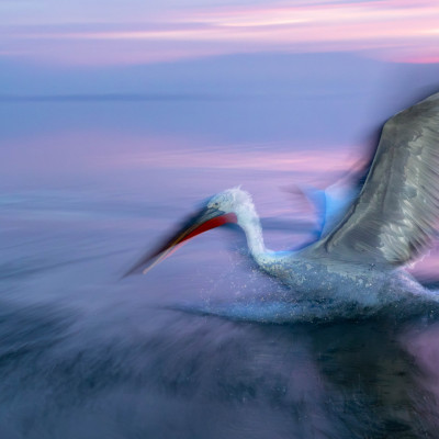 Krauskopfpelikan (Pelecanus crispus), Foto: (c) Verena Streicher