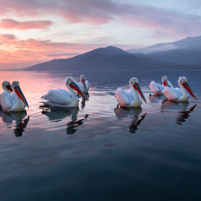 Krauskopfpelikan (Pelecanus crispus), Foto: (c) Verena Streicher