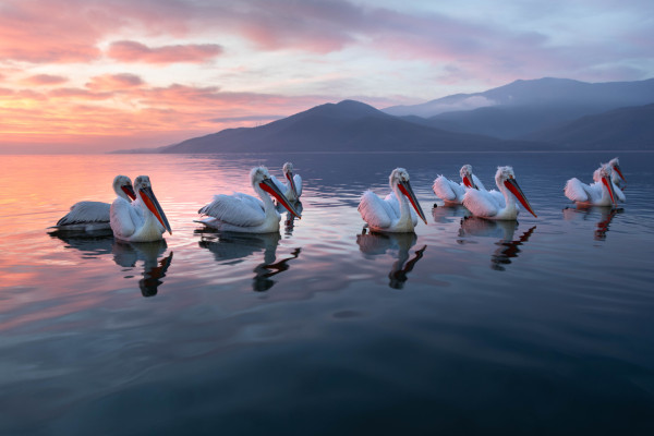 Krauskopfpelikan (Pelecanus crispus), Foto: (c) Verena Streicher