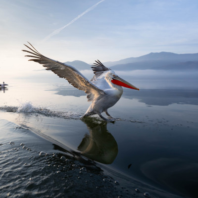 Krauskopfpelikan (Pelecanus crispus), Foto: (c) Verena Streicher