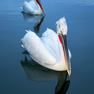 Krauskopfpelikan (Pelecanus crispus), Foto: (c) Verena Streicher