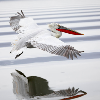 Krauskopfpelikan (Pelecanus crispus), Foto: (c) Verena Streicher