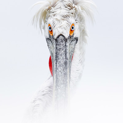 Krauskopfpelikan (Pelecanus crispus), Foto: (c) Verena Streicher