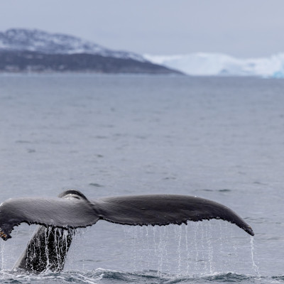 Foto: (c) Verena Streicher