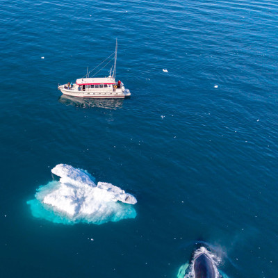Grönland, Buckelwal - Eisberg - Boot (Foto: Rainer Skrovny / ARR Reisen)