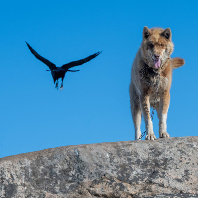 Grönland, Schlittenhund (Foto: Rainer Skrovny / ARR Reisen)