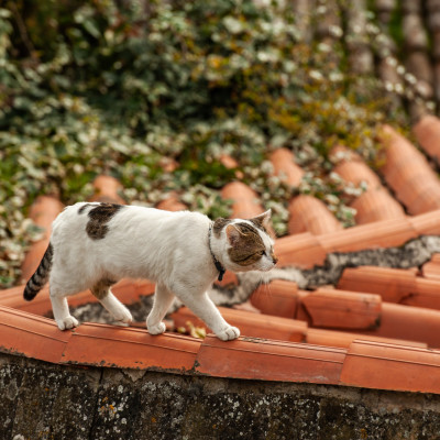 Piran, Foto: (c) Franz Gerdl