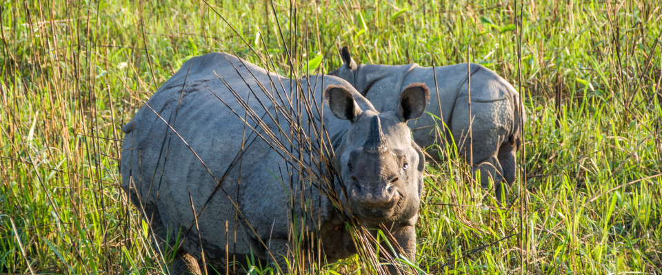 Panzernashorn / Indian rhinoceros / Rhinoceros unicornis (Foto: Rainer Skrovny, ARR Reisen)
