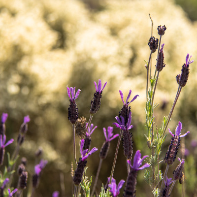 31-©FRANZGERDL-Nord-Portugal_8115