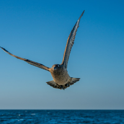 Große Raubmöwe / Skua / Stercorarius skua, (Foto: Rainer Skrovny, ARR Reisen)