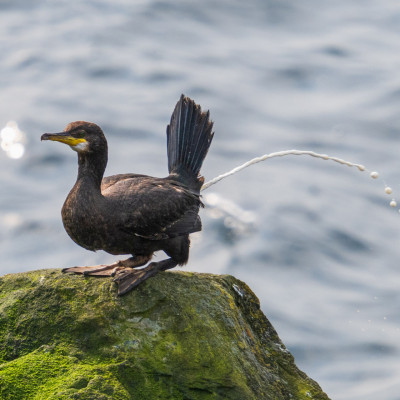 Kormoran / Great Cormorant / Phalacrocorax carbo, (Foto: Rainer Skrovny, ARR Reisen)