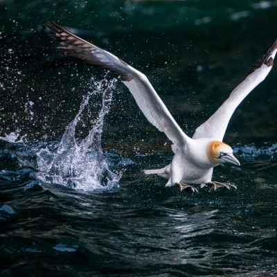 Basstölpel / Gannet / Morus bassanus, (Foto: Rainer Skrovny, ARR Reisen)