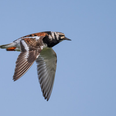 Steinwälzer / Ruddy Turnstone / Arenaria interpres, (Foto: Rainer Skrovny, ARR Reisen)