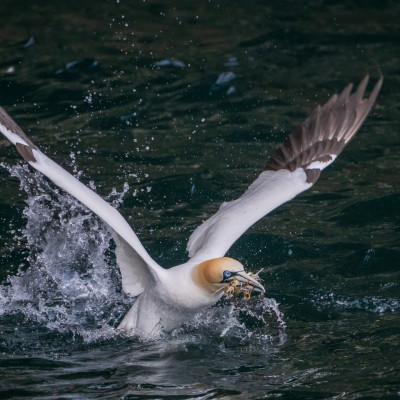 Basstölpel / Gannet / Morus bassanus, (Foto: Rainer Skrovny, ARR Reisen)