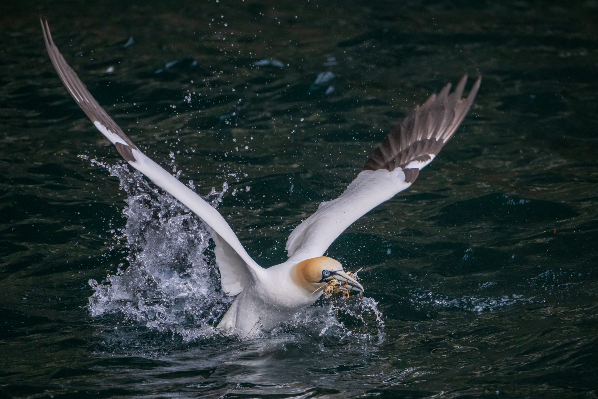 Basstölpel / Gannet / Morus bassanus, (Foto: Rainer Skrovny, ARR Reisen)