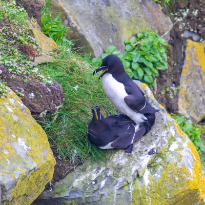 Tordalk / Razorbill / Alca torda, (Foto: Rainer Skrovny, ARR Reisen)