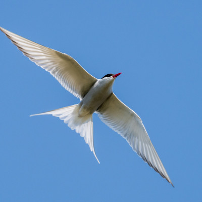 Küstenseeschwalbe / Arctic Tern / Sterna paradisaea, (Foto: Rainer Skrovny, ARR Reisen)