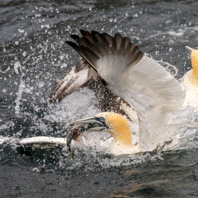 Basstölpel / Gannet / Morus bassanus, (Foto: Rainer Skrovny, ARR Reisen)