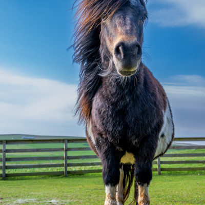 Shetland-Pony, (Foto: Rainer Skrovny, ARR Reisen)