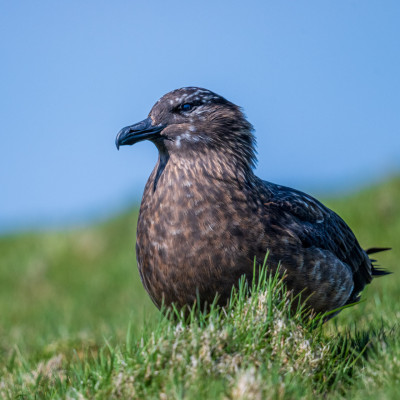 Große Raubmöwe / Skua / Stercorarius skua, (Foto: Rainer Skrovny, ARR Reisen)