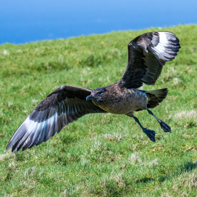 Große Raubmöwe / Skua / Stercorarius skua, (Foto: Rainer Skrovny, ARR Reisen)