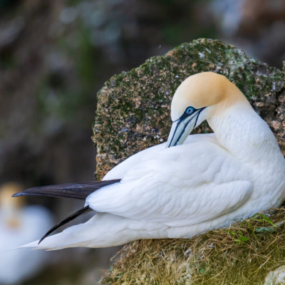 Basstölpel / Gannet / Morus bassanus, (Foto: Rainer Skrovny, ARR Reisen)