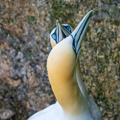 Basstölpel / Gannet / Morus bassanus, (Foto: Rainer Skrovny, ARR Reisen)