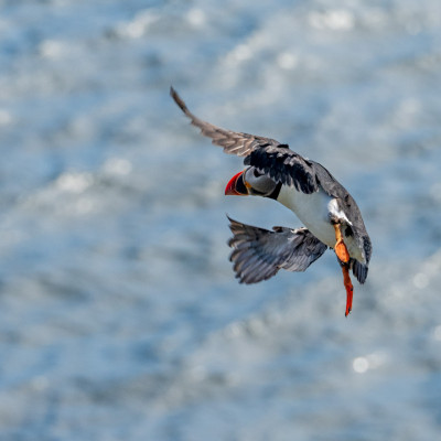 Papageitaucher / Puffin / Fratercula arctica, (Foto: Rainer Skrovny, ARR Reisen)