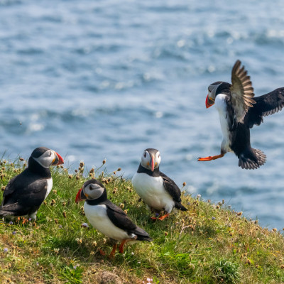Papageitaucher / Puffin / Fratercula arctica, (Foto: Rainer Skrovny, ARR Reisen)