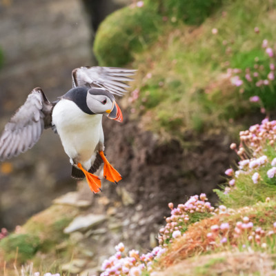 Papageitaucher / Puffin / Fratercula arctica, (Foto: Rainer Skrovny, ARR Reisen)