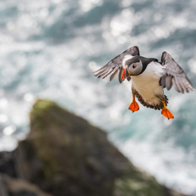 Papageitaucher / Puffin / Fratercula arctica, (Foto: Rainer Skrovny, ARR Reisen)
