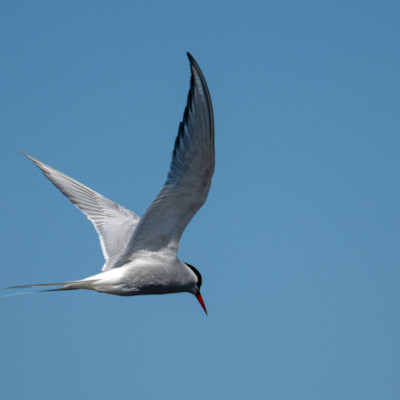Küstenseeschwalbe / Arctic Tern / Sterna paradisaea, (Foto: Rainer Skrovny, ARR Reisen)