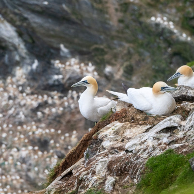 Basstölpel / Gannet / Morus bassanus, (Foto: Rainer Skrovny, ARR Reisen)