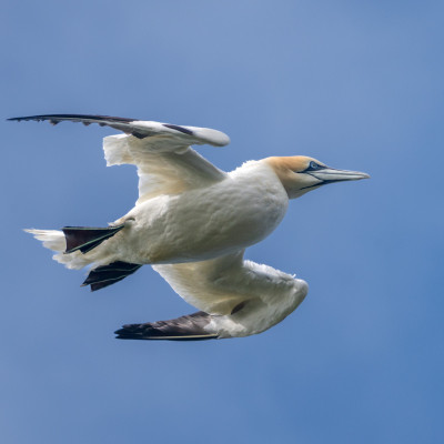 Basstölpel / Gannet / Morus bassanus, (Foto: Rainer Skrovny, ARR Reisen)