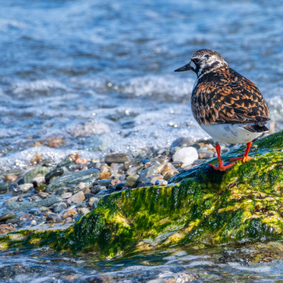 Steinwälzer / Ruddy turnstone / Arenaria interpres, (Foto: Rainer Skrovny, ARR Reisen)
