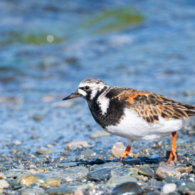 Steinwälzer / Ruddy turnstone / Arenaria interpres, (Foto: Rainer Skrovny, ARR Reisen)