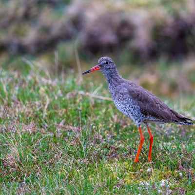Rotschenkel / Common Redshank / Tringa totanus, (Foto: Rainer Skrovny, ARR Reisen)