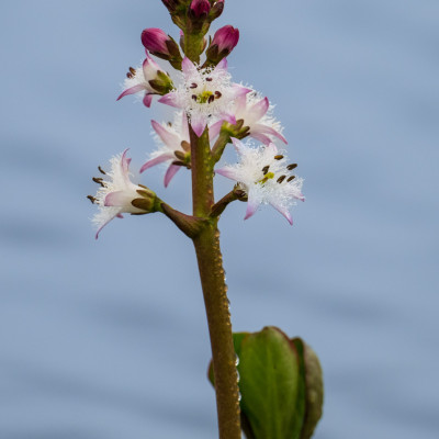 Fieberklee oder Bitterklee (Menyanthes trifoliata) ?, (Foto: Rainer Skrovny, ARR Reisen)