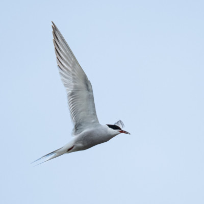 Küstenseeschwalbe / Arctic Tern / Sterna paradisaea, (Foto: Rainer Skrovny, ARR Reisen)