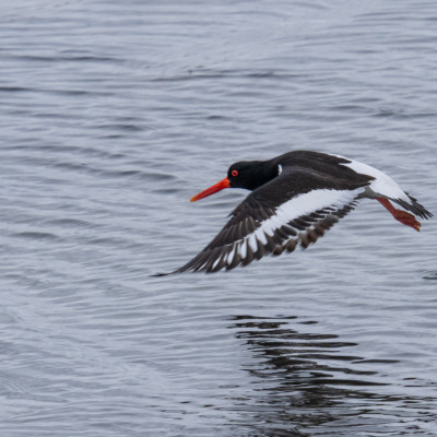 Austernfischer (Haematopus ostralegus), (Foto: Rainer Skrovny, ARR Reisen)