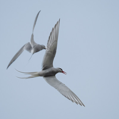 Küstenseeschwalbe / Arctic Tern / Sterna paradisaea, (Foto: Rainer Skrovny, ARR Reisen)