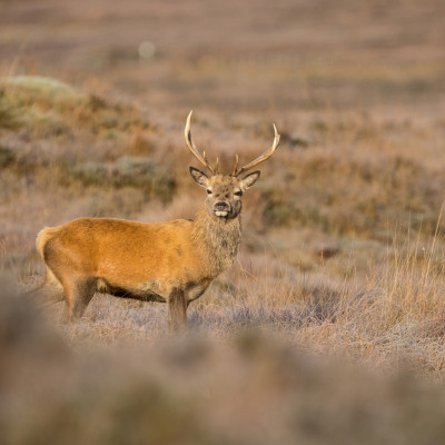 Schottland (Foto: Marc Graf)