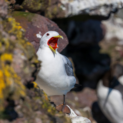 Dreizehenmöwe / Kittiwake / Rissa tridactyla, (Foto: Rainer Skrovny, ARR Reisen)
