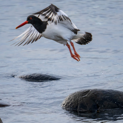 Austernfischer / Oystercatcher / Haematopus ostralegus, (Foto: Rainer Skrovny, ARR Reisen)