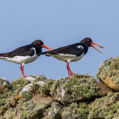 Austernfischer / Oystercatcher / Haematopus ostralegus, (Foto: Rainer Skrovny, ARR Reisen)