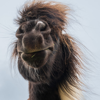 Shetland-Pony, (Foto: Rainer Skrovny, ARR Reisen)