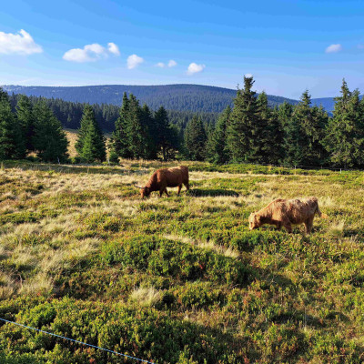 Altvatergebirge-Schweizerei-Hochlandrinde / Foto: DI Siegfried Ellmauer