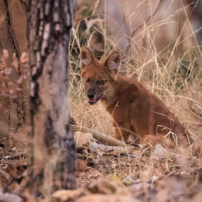 Indien, Rothund oder Asiatische Wildhund (Foto: Nicola Lederer)