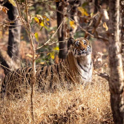 Indien, Tiger (Foto: Nicola Lederer)