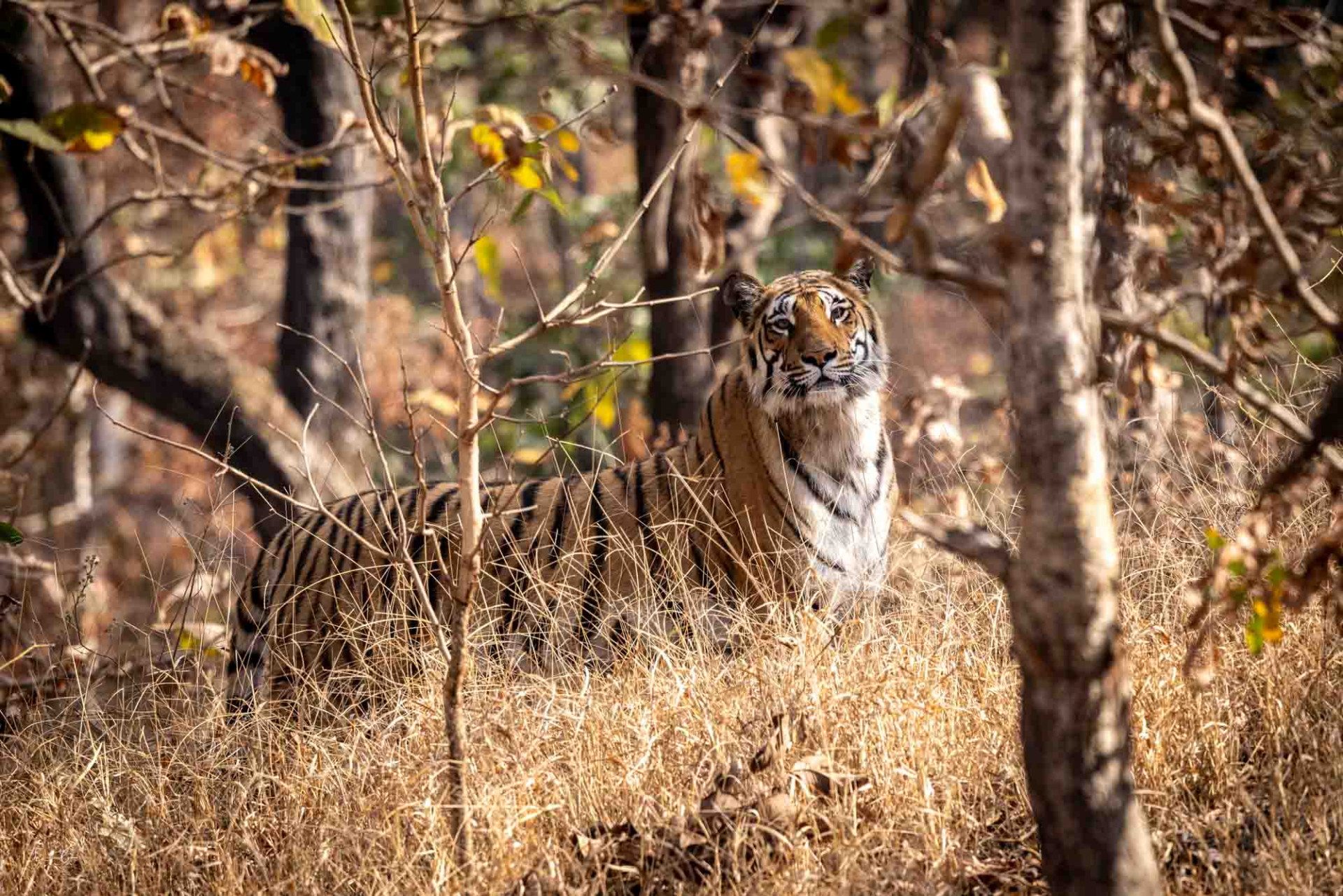 Indien, Tiger (Foto: Nicola Lederer)